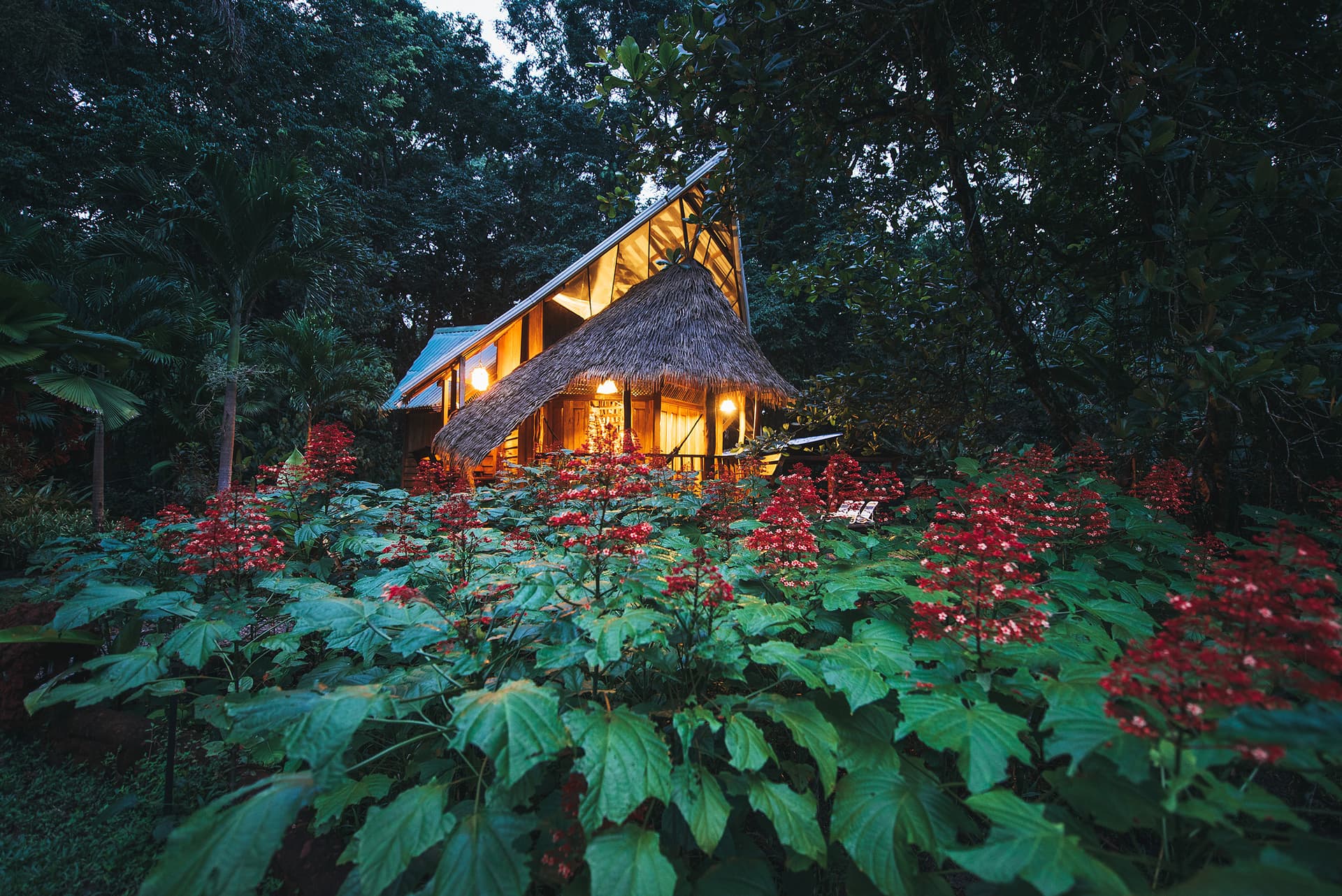 The Beach House at dusk, lit warm from within, glimpsed through red Clerodendrum flowers and rainforest leaves